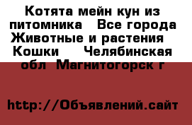 Котята мейн-кун из питомника - Все города Животные и растения » Кошки   . Челябинская обл.,Магнитогорск г.